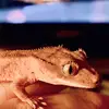 Alyssa Dial - @fuegothecrescentgecko - TikTok