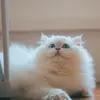 Alyssadolls - @alyssadolls_time - TikTok