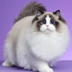 Alyssadolls Cattery - @alyssadollscattery - Instagram