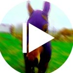 Alyssa And Dolly - @saddled_horse - Instagram
