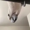 Alyssa Dougherty - @funwithbirds - TikTok