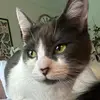 Alyssa Dutton - @lucytheladycat - TikTok