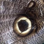 Alyssa Eckert - @thebrightmerchant - Instagram