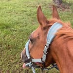 Alyssa and Flint - @alyssa_flint_equestrian - Instagram