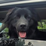 Alyssa Grimm - @harrison_the_dog3 - Instagram