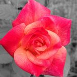 Alyssa Hammers - @lys_rose6 - Instagram