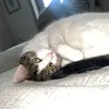 Alyssa Hammonds - @alyssa_hammonds - TikTok