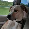 alyssa.haught - @doggirl164 - TikTok