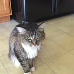 Horse back rider 241 - @alyssa_heldt - Instagram