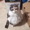 alyssa :) - @alyssa.hendrickson - TikTok
