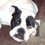 Alyssa Briar Hershey - @love_my_bulldog_1 - Instagram