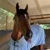 Alyssa Holcombe - @alyssa.holcombe1 - TikTok