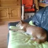dierenlove - @alyssakarsten - TikTok