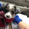alyssakimball - @babyshaverabies - TikTok