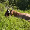 Alyssa Kirchner - @alyssa.kirchner - TikTok