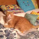 Alyssa Knudsen - @knudsen_pets - Instagram