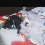Alyssakoenig - @alyssak10110 - Instagram