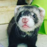alyssakoenig - @alyssa20091234 - Instagram