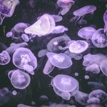 Alyssa Kovacs - @alyssakovacs_photography - Instagram