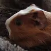 Alyssa - @alyssakrawczyk - TikTok