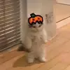 Alyssa Krull - @krullol - TikTok