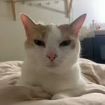 alyssa 🐈 - @alyssakwann - Instagram