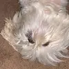 alyssakwiatkowski0 - @alyssakwiatkowski0 - TikTok