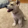 Alyssa - @alyssa..kyles - TikTok