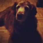 Alyssa LaBelle - @my_dog_molly888 - Instagram