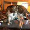 alyssa_lammers - @dogggieandcats0 - TikTok