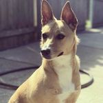 Alyssa Lancaster - @rescue_pup_hazel - Instagram