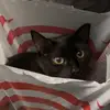 alyssa - @alyssalangevinn - TikTok