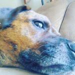 alyssa lange - @dog_lover_52_3603 - Instagram