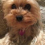 Alyssa Joy Lanning - @alyssa43251 - Instagram