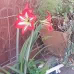 Alicia Licata - Facebook
