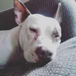 alyssalimon - @alyssalimon60 - Instagram