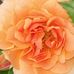 Alyssa Mostyn - Facebook