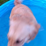 doggyislaandalyss - @alyssaneedham76 - Instagram