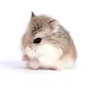Alyssa Nuzzi - @alyssa.nn1 - TikTok