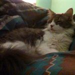 Alyssa O'Neill🐱👍✌ - @alyssa_oneill_2005 - Instagram
