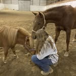 Alyssa Overy - @alyssa.equines - Instagram