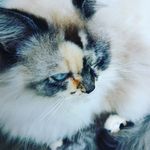 Alyssa Packer - @x_alyssa._comx - Instagram