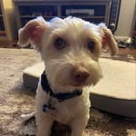 Alyssa (the hooman pet parent) - @yofi_2011 - Instagram