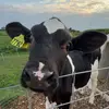 Alyssa🤍🐮 - @alyssa.poff5 - TikTok