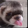 alyssapolanco788 - @alyssapolanco788 - TikTok