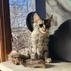 alyssa - @alyssamrenz - TikTok