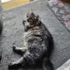 Roarkalyssa - @roarkalyssa - TikTok