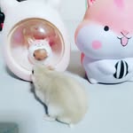 Marshmallow, Waffles and Tofu - @alyssa_rodents7 - Instagram
