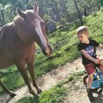 Alyssa Rowe - @featherspun_hobbyfarm - Instagram