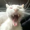Alyssa - @alyssarubio11 - TikTok